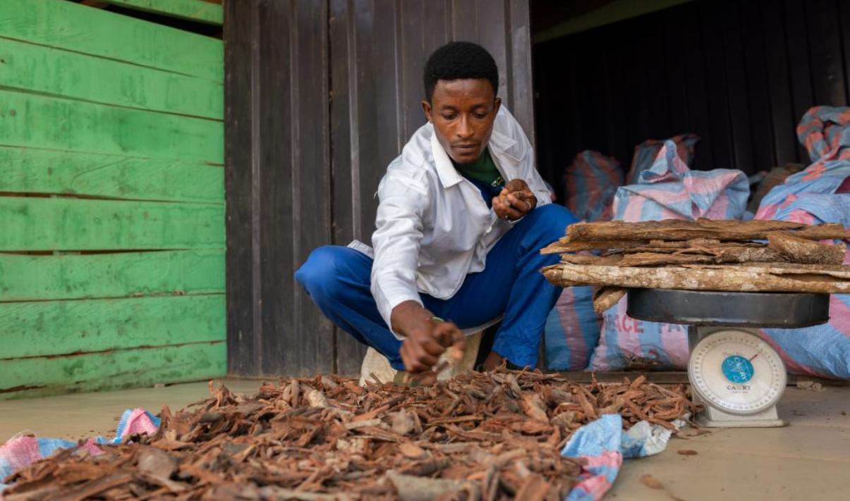 How traditional healers became Tanzania’s first line of Marburg defence